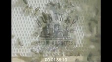Death's-Head Hawkmoth in a Beehive, 1980s - Archive Film 1043320