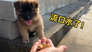 社牛小狗怕被拐走，即使被馋到流口水，也不肯来串门！