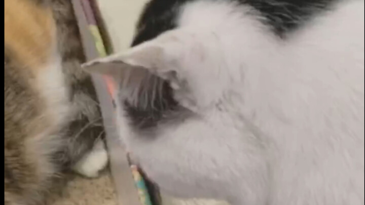 In the negotiation with Xiao Guai, in the end, of course, only I came out on top.