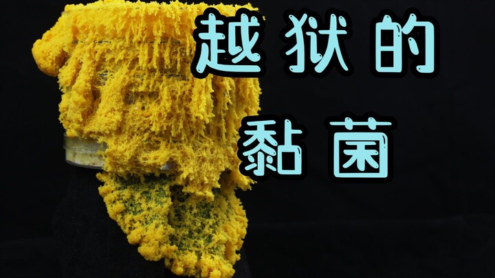 This Is the Slime Mold’s Most Extravagant Escape Yet