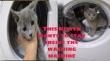 Little Kitten Wants To Stay Inside The Washing Machine