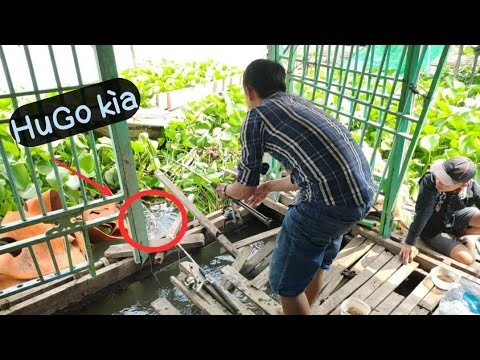 Thử câu cá trong bè bỏ hoang lâu năm không ngờ trúng ổ cá tra giật mỏi cả tay