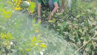 Đặt Lợp Cá Lóc Trong Vườn Cam Dính Cá Rô Đồng Khủng Về Nấu Canh Chua Lục Bình