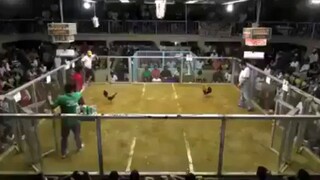 Anong manok to parang cross sa Agilaaa!!