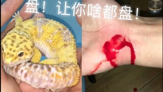 The reptile-keeping vlogger's first major mishap: Even if it means bleeding, I must keep going! Holy