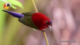 Merah Mempesona si Burung Madu Jawa