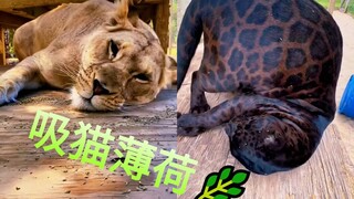 Bagaimana reaksi kucing besar di kebun binatang jika Anda memberi mereka catnip?