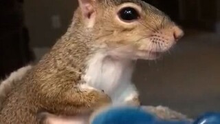 Little Squirrel: Keep going, don’t stop!