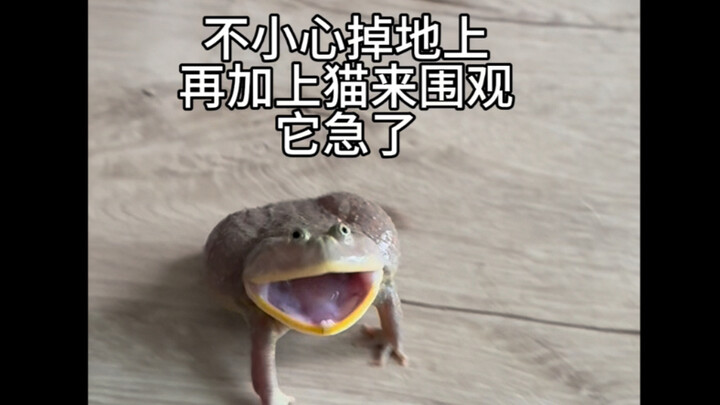 Frog, why are you throwing a little tantrum here again?