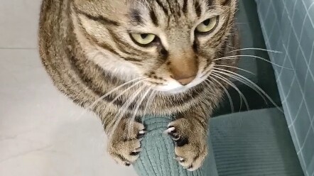 Tabby Cat: I don't care, I want more!