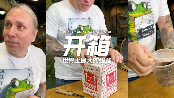 [Unboxing] The World’s Largest Spider