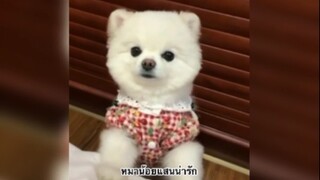 หมาน้อยแสนน่ารัก