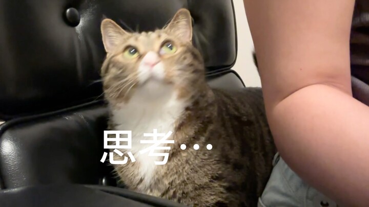 Con mèo này có lẽ hơi quá thông minh chăng…