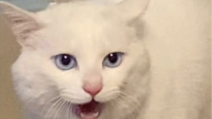 Làm gì có mèo nào dữ vậy chứ