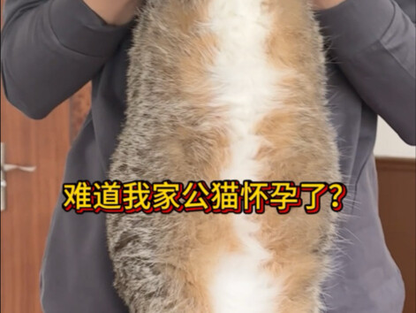 แมวตัวผู้ท้องแล้ว?