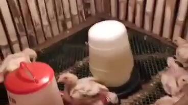 Poultry Starting