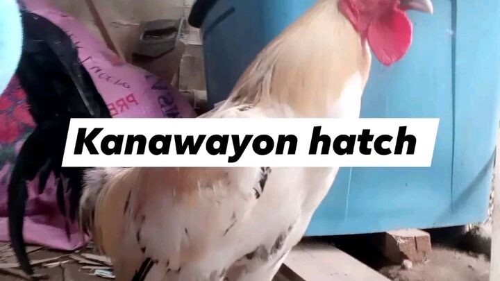 kanawayon hatch broodcock