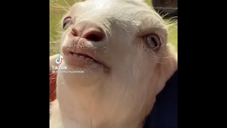สัตว์โลกผู้น่ารัก ฮาน้ำตาเล็ด มาพร้อม หมู หมา กา ไก่ 555 ( Cute creatures with a sense of humor )