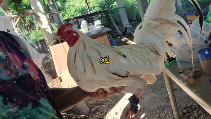 #whitejacket line #agatan #aga tan #whitejacketfights #FGL #FGLOBO #sabong #winners