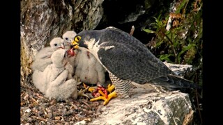 Peregrine Falcon Nesting 4k HQ.