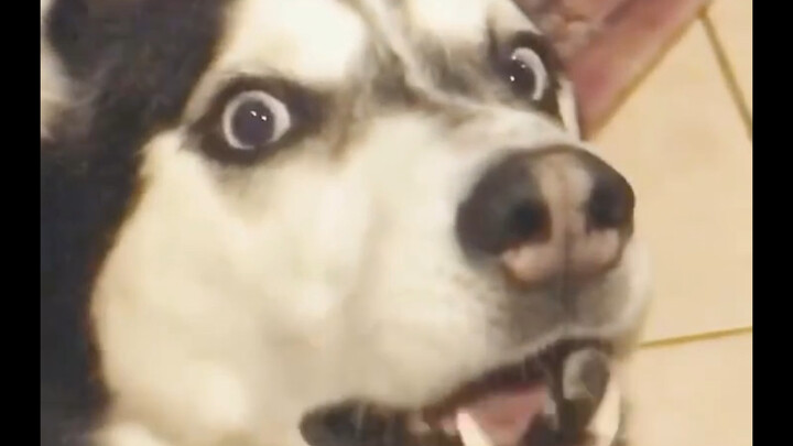 Have the puppy turn on mute mode.