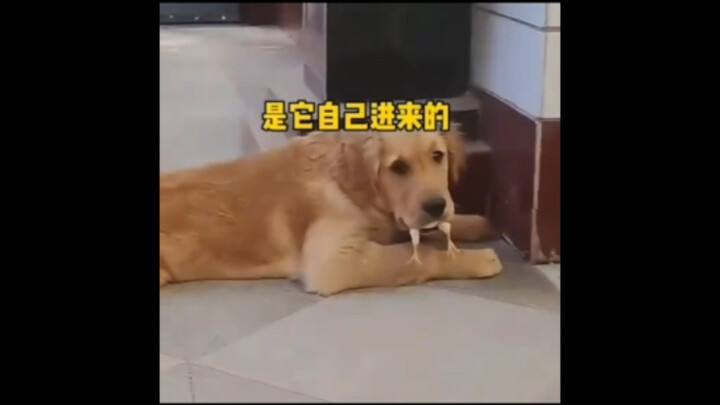 “Khoảnh khắc chữa lành của Gouzi”