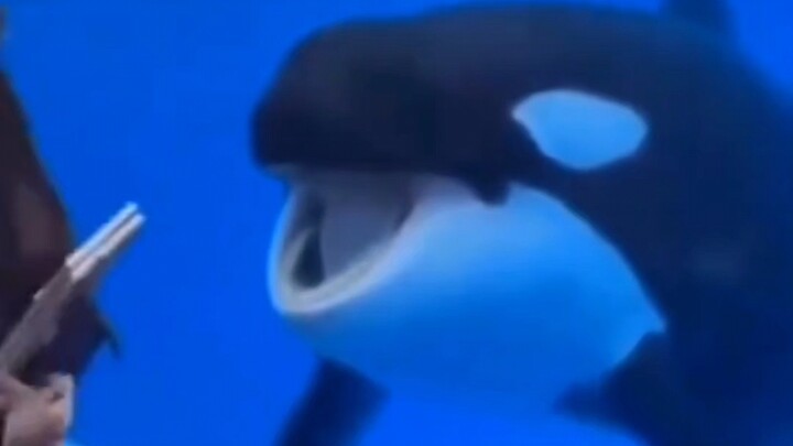 “ไม่คิดเลยว่าวาฬเพชฌฆาตจะเป็นฟูริ!?”