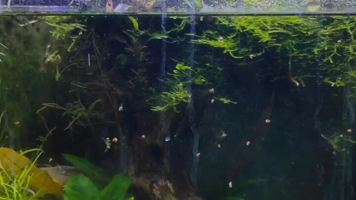 aquascape