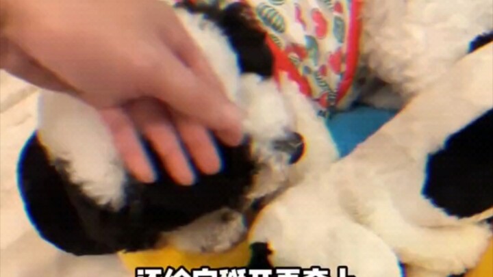 Chỉ trong giây lát, tôi thật sự không phân biệt nổi rốt cuộc ai mới là chó, tôi hay nó?