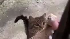 banana man (banana cat)