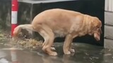 [Pets] When Puppies Get Constipated