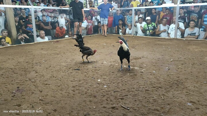 poyloyTari tutorial #6 win