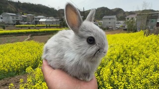This isn't a little rabbit, it's a lawn mower...