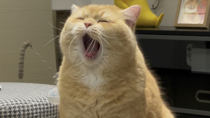 Bel canto’s already etched into my DNA.