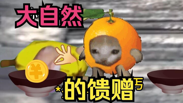 【Meme mèo】Cảm ơn vì "món quà" từ thiên nhiên💓😏