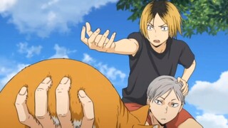 Two cats save cats\( ͯω ͯ)/