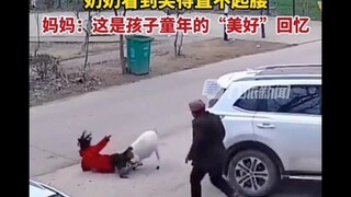 A little girl was pushed by a sheep and ran away. Her grandmother came and laughed uncontrollably.