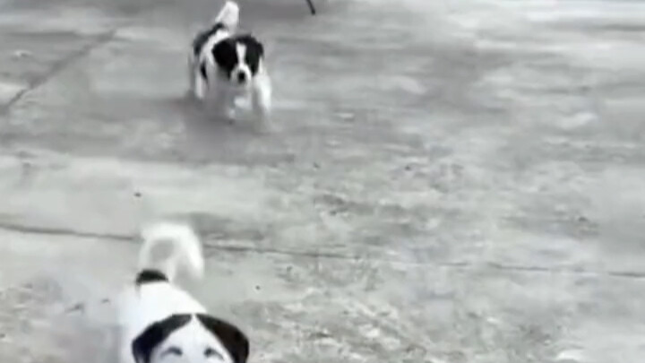 Telinga anjing yang berwarna hitam mirip dengan “poni belah tengah”, memancarkan aura seorang mayor;