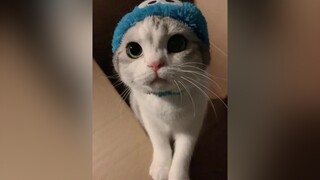 Buồn quá hông có cá ăn😥 meo cat lovecat videocat hoangthuong dangyeu meocute cute cutebaby chomeo dog yeudongvat xuhuong trend vira