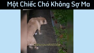Chiếc chó gan lì #funny #haihuoc