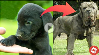 Dogs Grow up videos - Dogs Glow Up Compilation