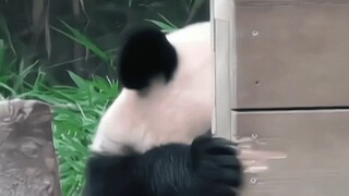 大熊猫的迷惑行为
