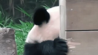 Tingkah laku panda raksasa yang membingungkan