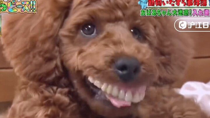 【ซับจีน】ที่ญี่ปุ่นมีหมาตัวหนึ่งคลั่งฟันปลอมสุดๆ: ฟันปลอมของคุณย่าเหรอ? เอาให้ฉันเดี๋ยวนี้เลย!