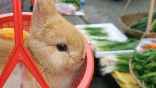 Mẹ ơi đừng bán con đi