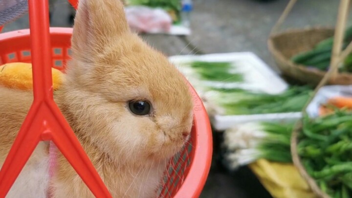 Mẹ ơi đừng bán con đi