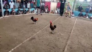 Iyon napakapanget ng manok mo tas 7-10 pa tawagan