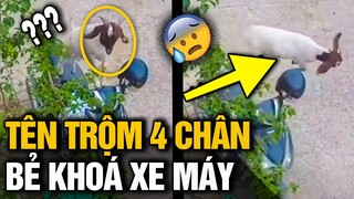 Tên trộm phiên bản 4 CHÂN MANH ĐỘNG, thủ đoạn KHÔN LƯỜNG đến mức khiến người xem NGỠ NGÀNG BẬT NGỬA