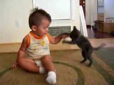 Toddler vs. Kitten