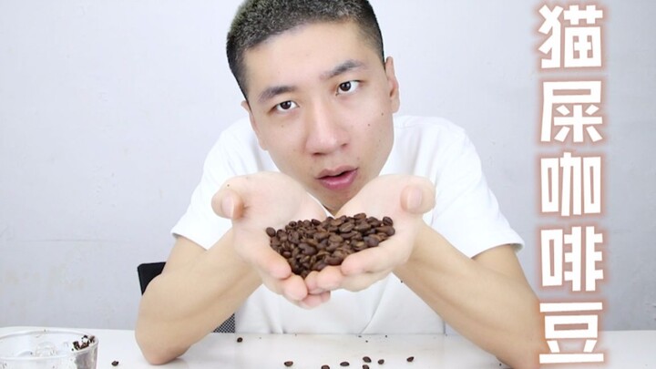 Nhai luôn hạt cà phê phân chồn, bạn đoán xem sẽ cảm nhận được vị gì kỳ lạ không?